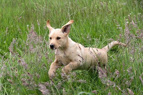 A gundog puppy running through grass