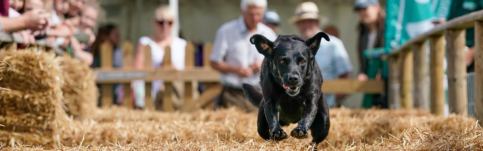 A gundog jumping over an obstacle