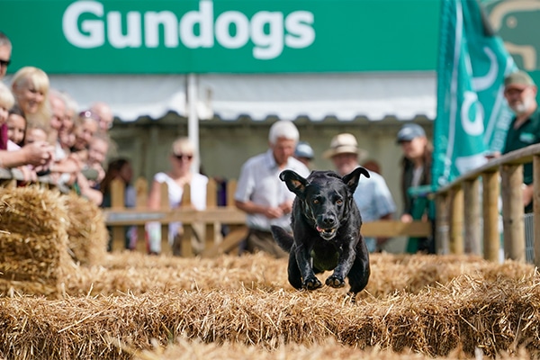 A gundog jumping over an obstacle