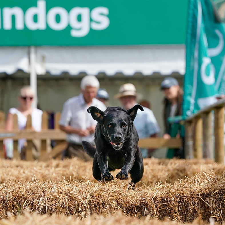 A gundog jumping over an obstacle