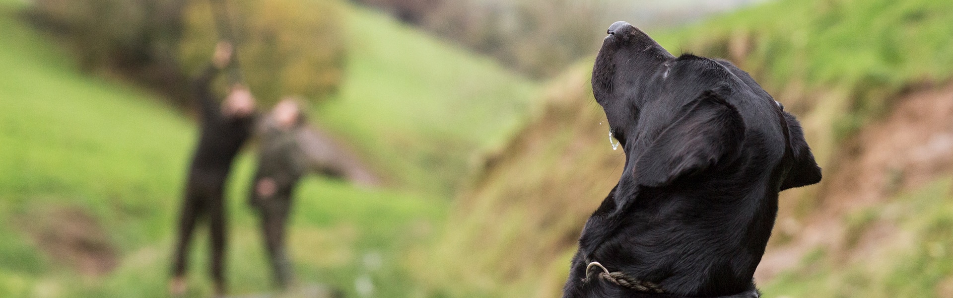 A Labrador looking towards the sky