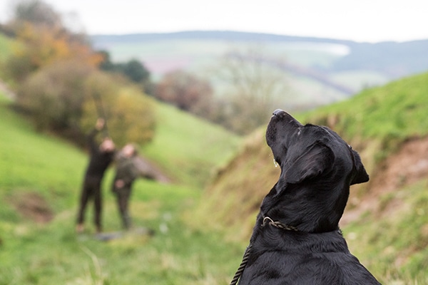 A Labrador looking towards the sky