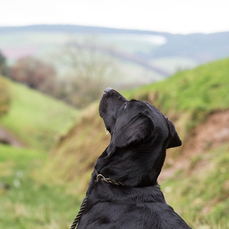 A Labrador looking towards the sky