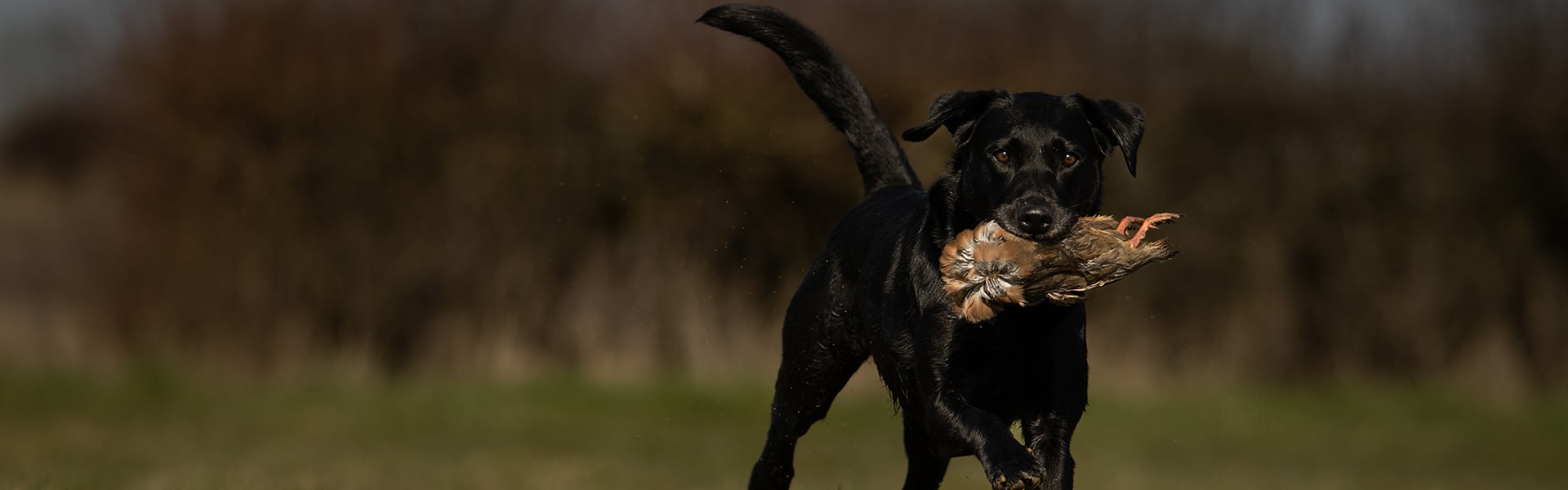 A dog carrying a bird in its mouth