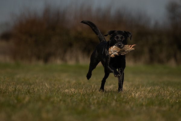 A dog carrying a bird in its mouth