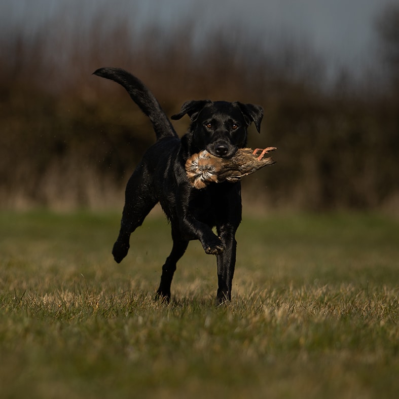 A dog carrying a bird in its mouth