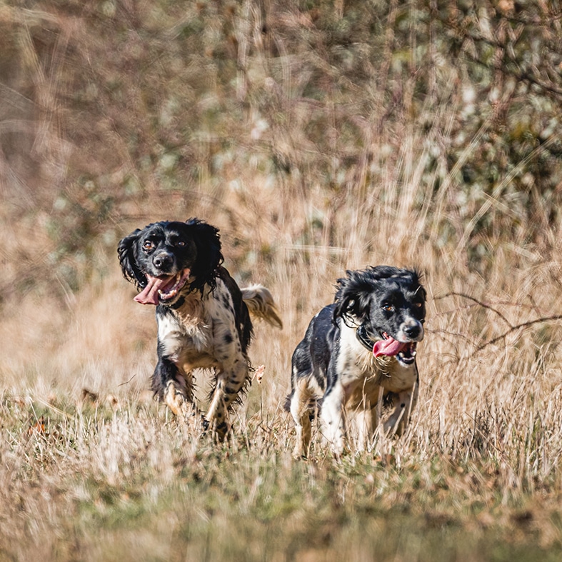 Two dogs running together through grass