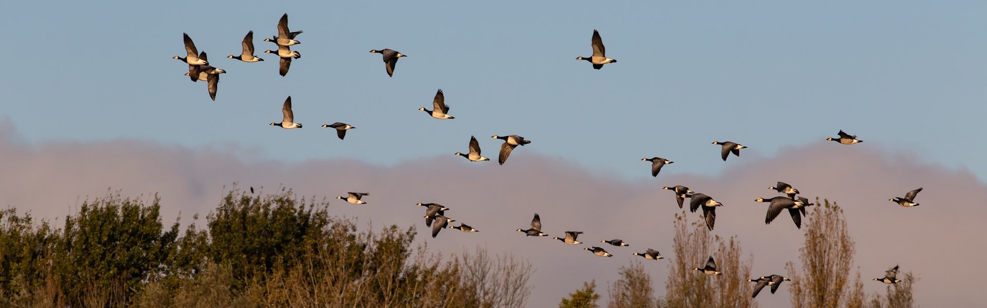 A gaggle of geese in flight