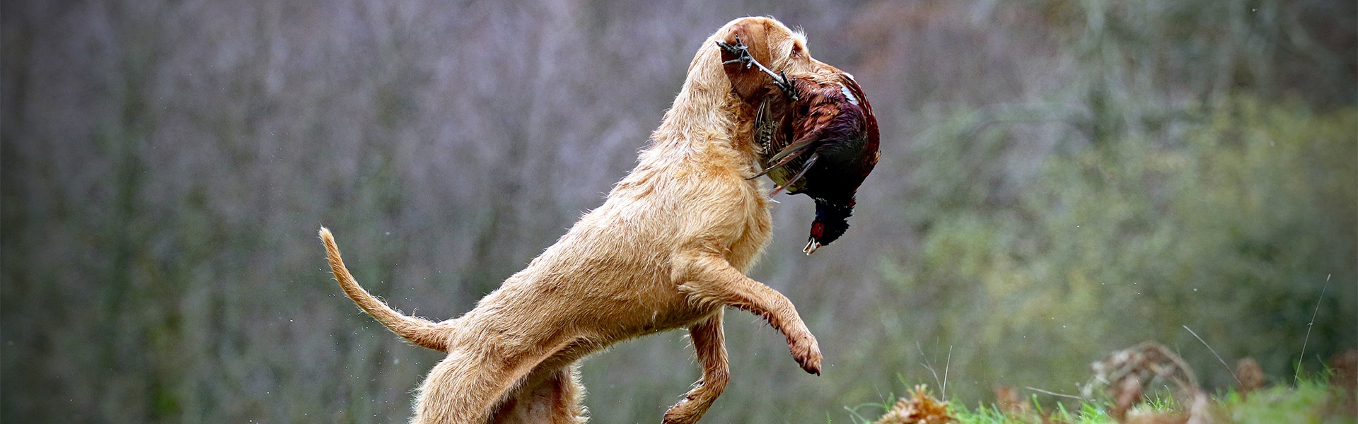 A gundog carrying a bird in its mouth