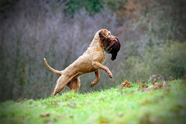 A gundog carrying a bird in its mouth