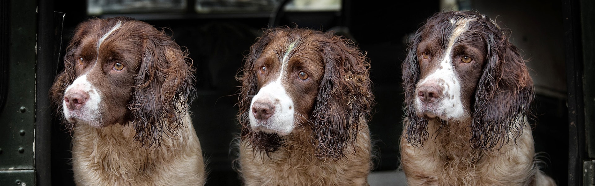 Three spaniels sat in the back of a van