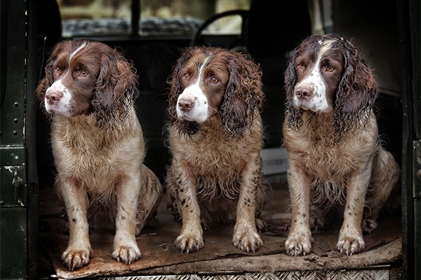 Three spaniels sat in the back of a van