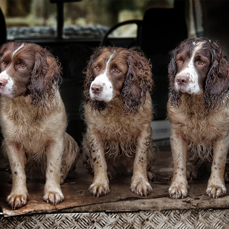 Three spaniels sat in the back of a van