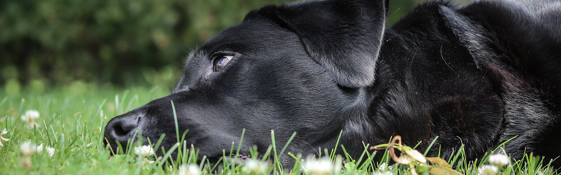 A Labrador lying in the grass