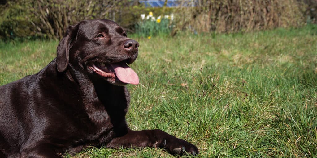 A Labrador lying down panting