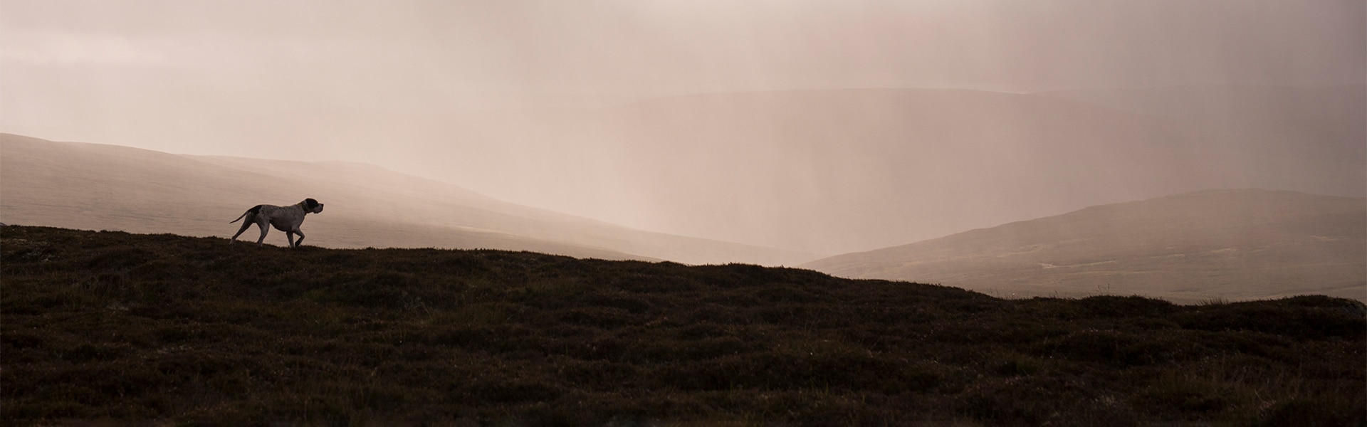 A dog walking along the brow of a hill