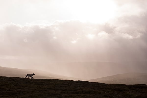 A dog walking along the brow of a hill