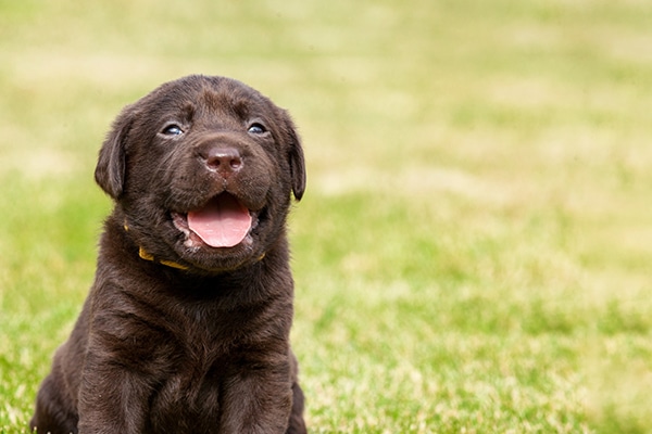 A Labrador puppy