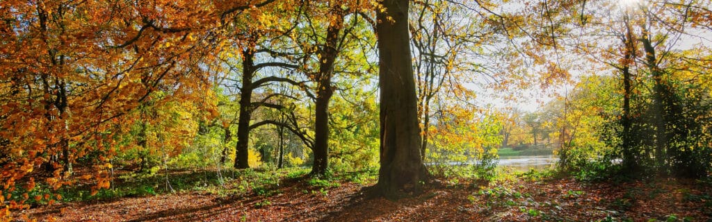 A woodland in fall