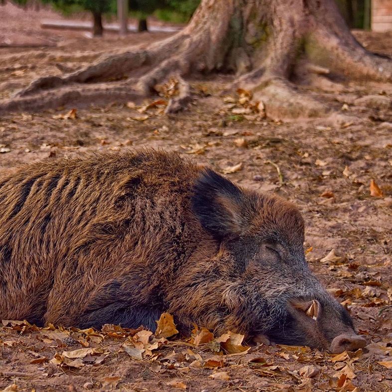 A wild boar sleeping on the floor