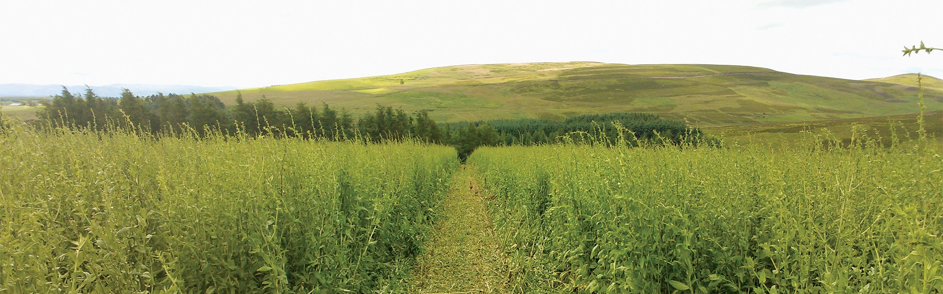 A field with cover crops