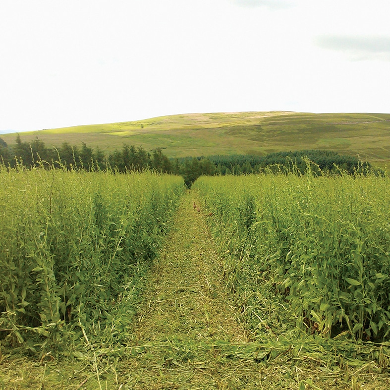 A field with cover crops