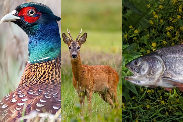 A collage of a pheasant, roe deer, and a trout