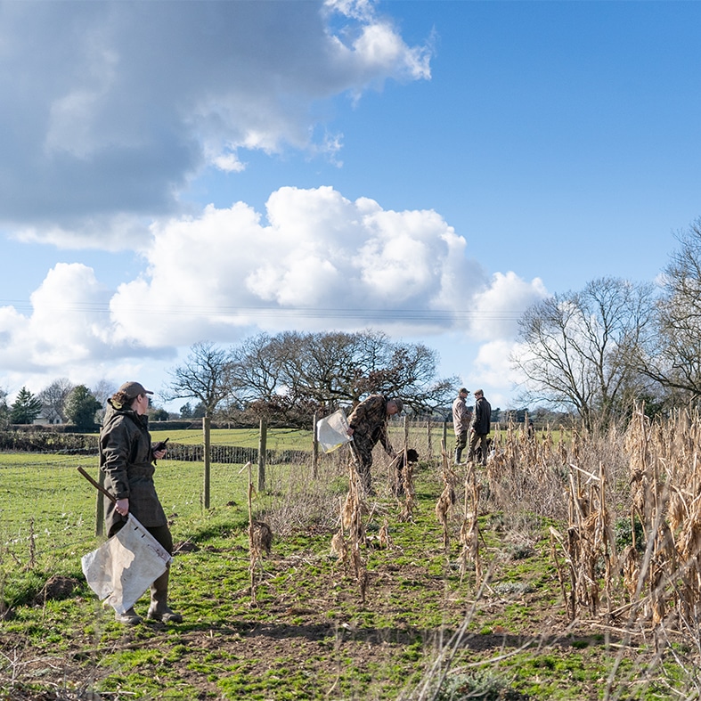 A group of beaters in the field