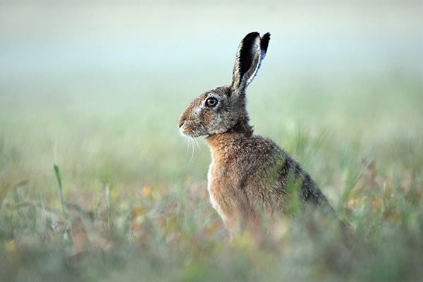 A brown hare