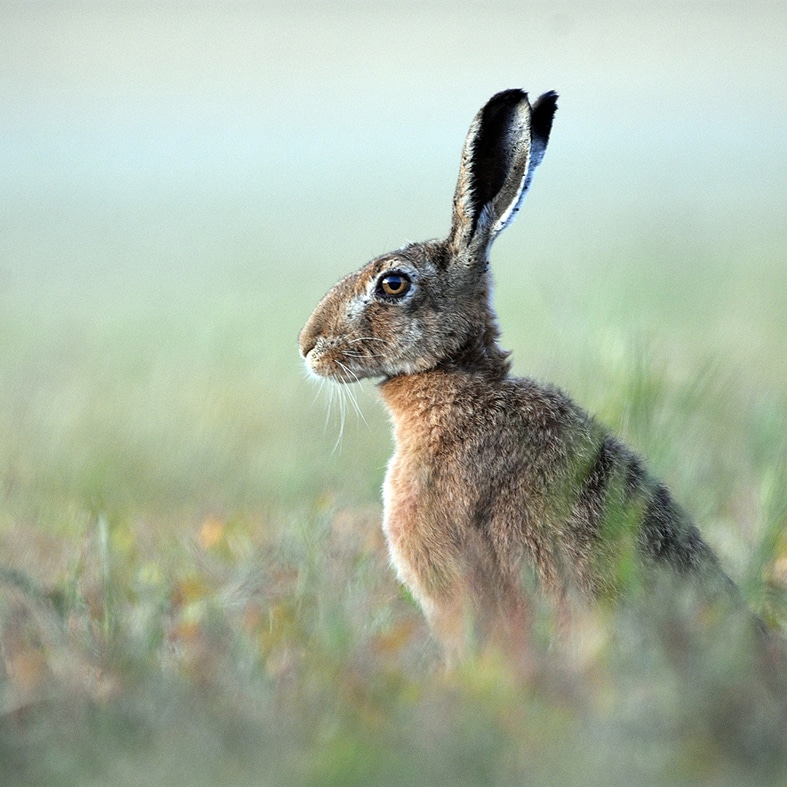 A brown hare