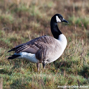 A canada goose