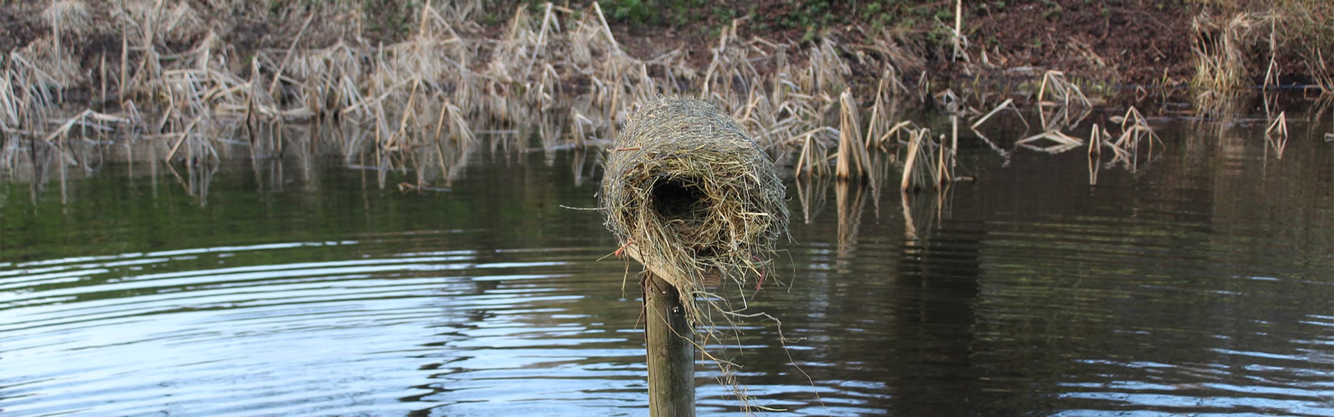 A duck nest tube over water