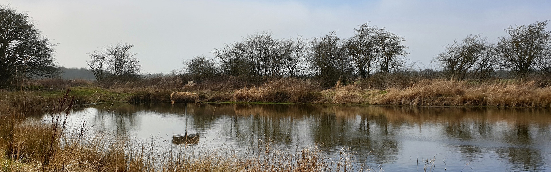 Duck nest tube in the middle of a pond