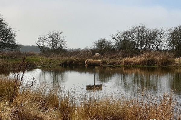 Duck nest tube in the middle of a pond