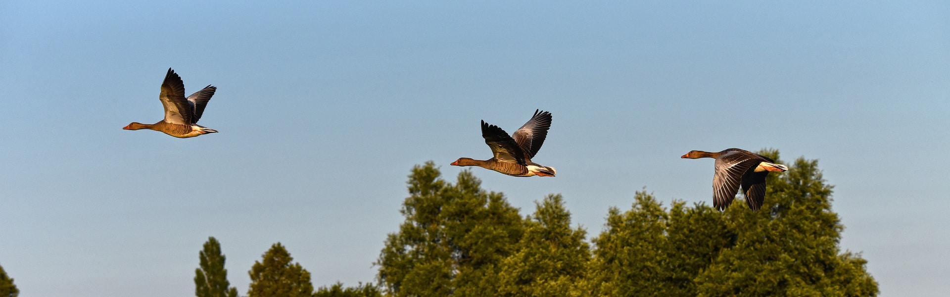 Geese in flight