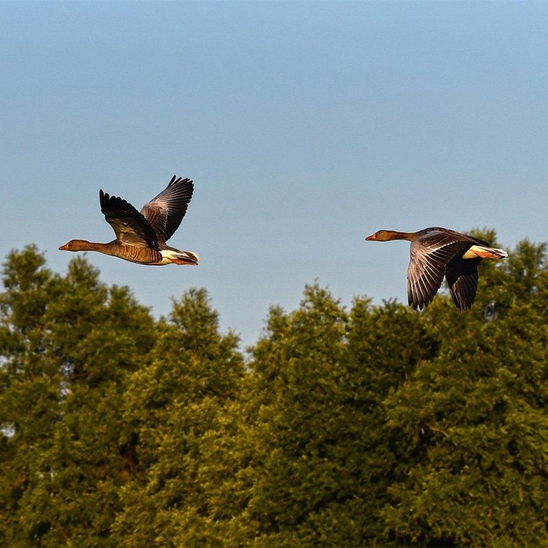 Geese in flight