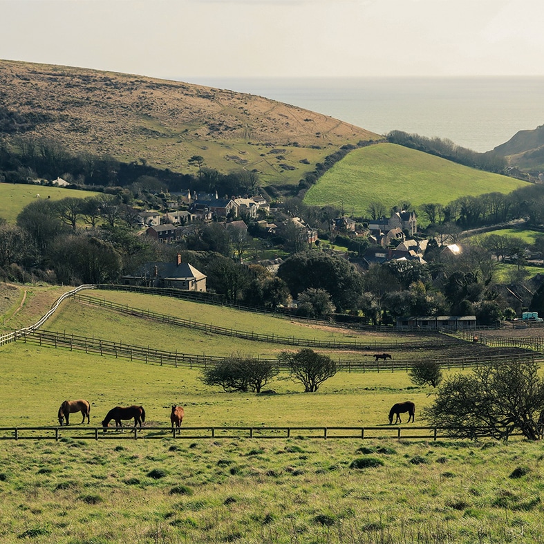 Horses graving in a field