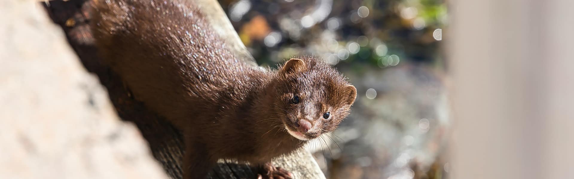 An american mink