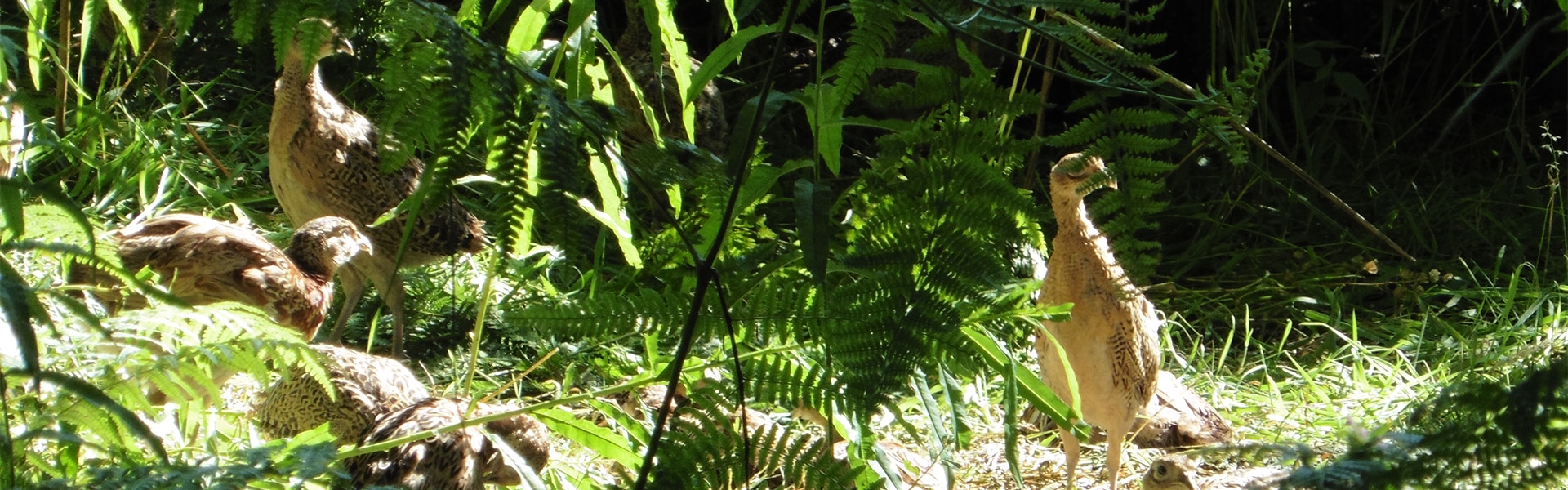 Pheasants in foliage in the sun