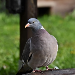 A pigeon