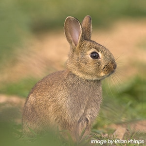 A rabbit