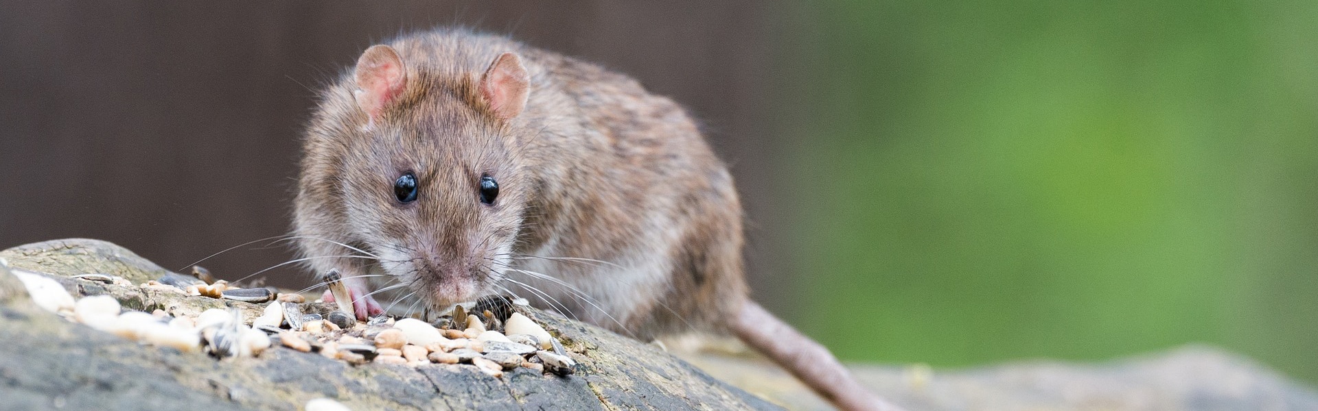 A rat on a rock