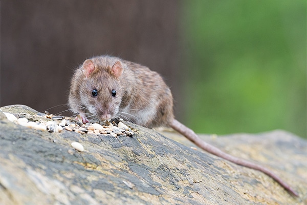 A rat on a rock
