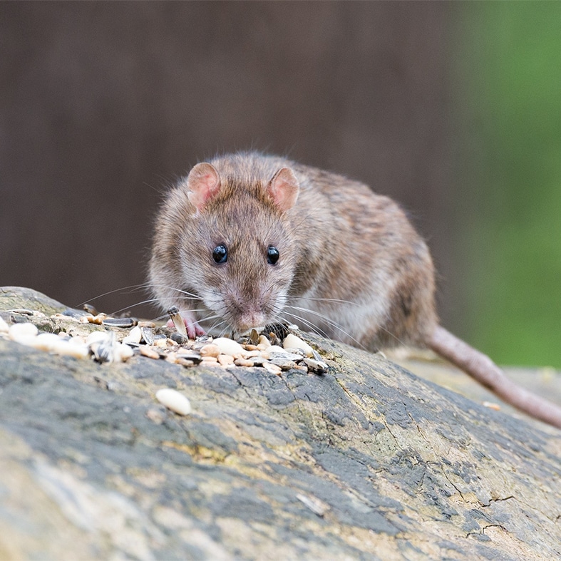 A rat on a rock