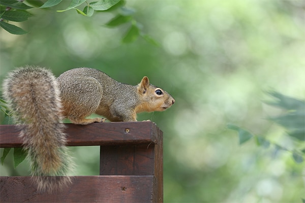 A grey squirrel