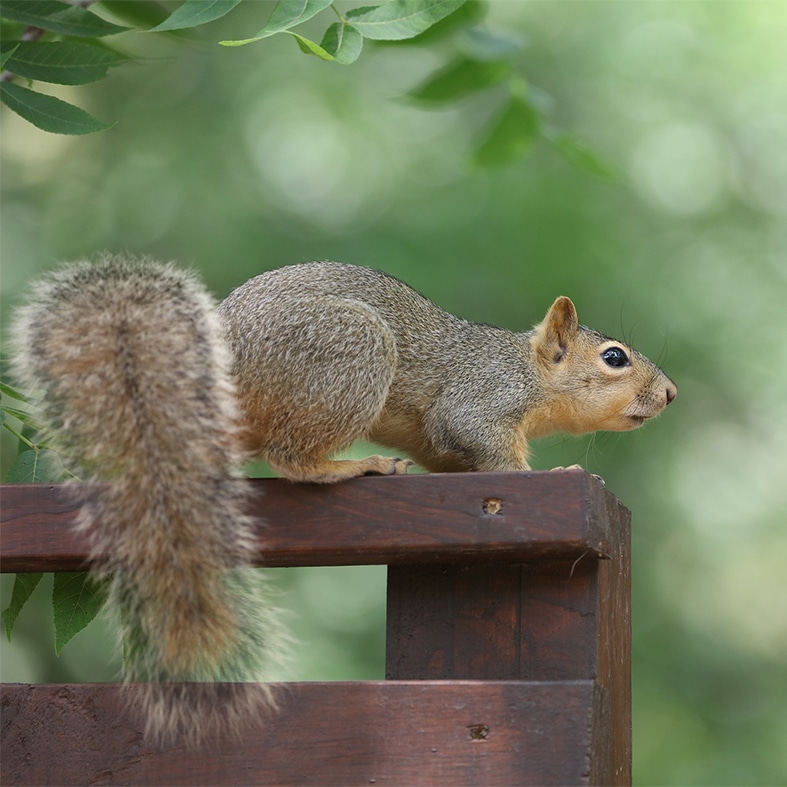 A grey squirrel