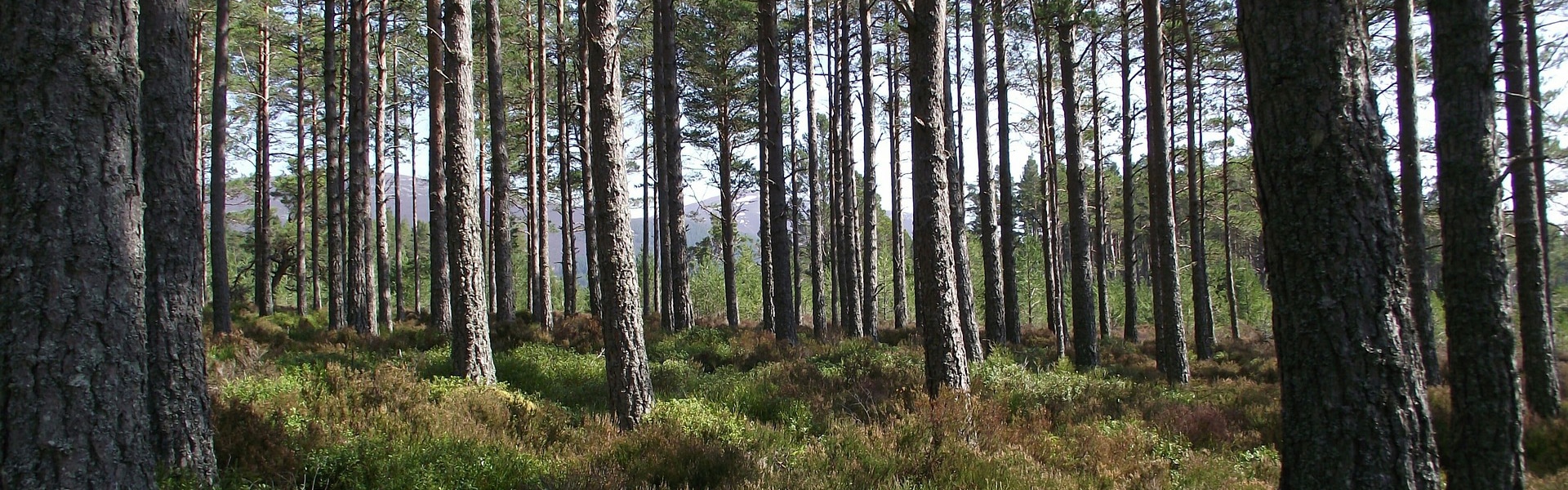 A woodland landscape