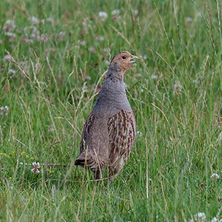 Grey partridge