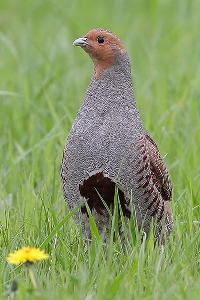 Grey partridge