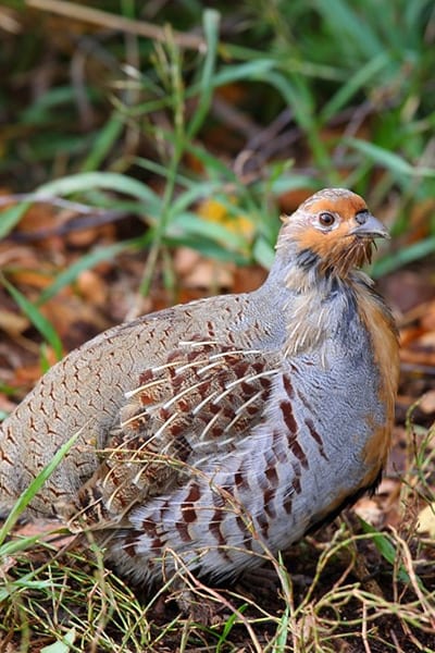 Grey partridge